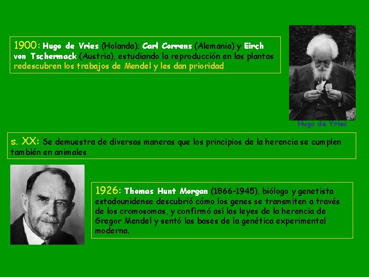 1900: Hugo de Vries (Holanda); Carl Correns (Alemania) y Eirch von Tschermack (Austria), estudiando