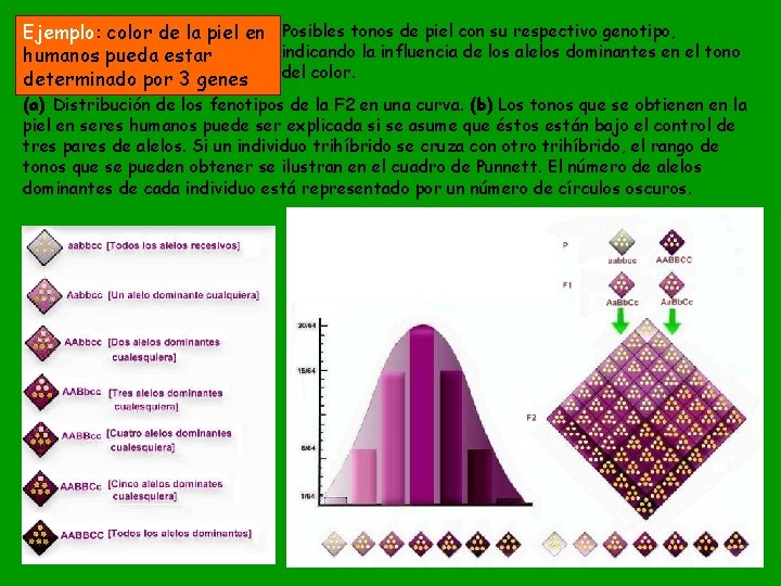 Ejemplo: color de la piel en Posibles tonos de piel con su respectivo genotipo,