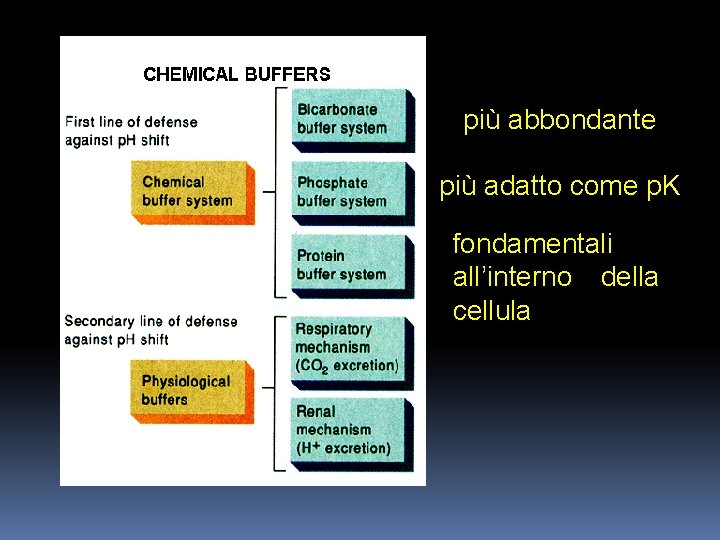più abbondante più adatto come p. K fondamentali all’interno della cellula 