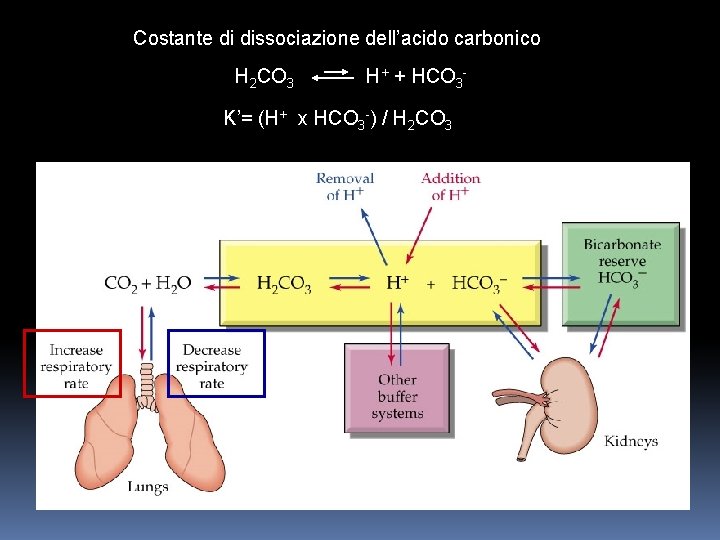 Costante di dissociazione dell’acido carbonico H 2 CO 3 H+ + HCO 3 K’=