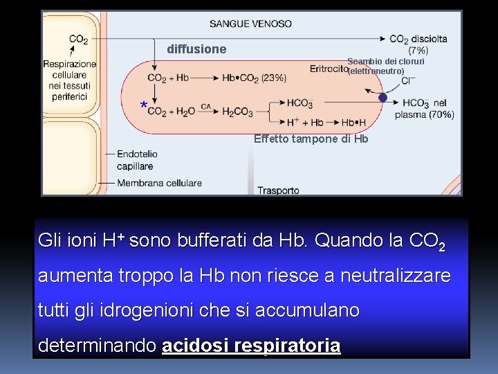 diffusione Scambio dei cloruri (elettroneutro) * Effetto tampone di Hb Gli ioni H+ sono