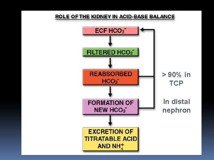 > 90% in TCP In distal nephron 