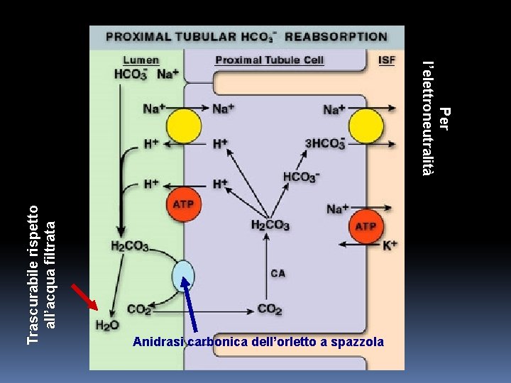 Trascurabile rispetto all’acqua filtrata Per l’elettroneutralità Anidrasi carbonica dell’orletto a spazzola 