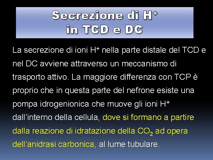 Secrezione di H+ in TCD e DC La secrezione di ioni H+ nella parte