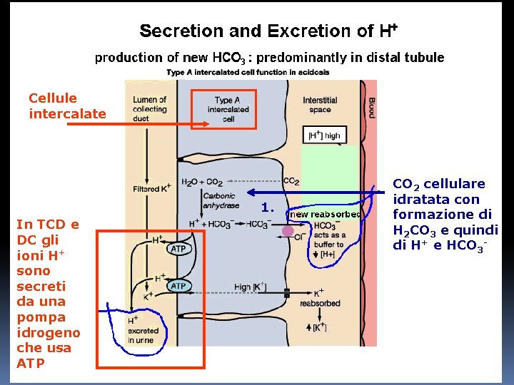 Cellule intercalate 1. In TCD e DC gli ioni H+ sono secreti da una