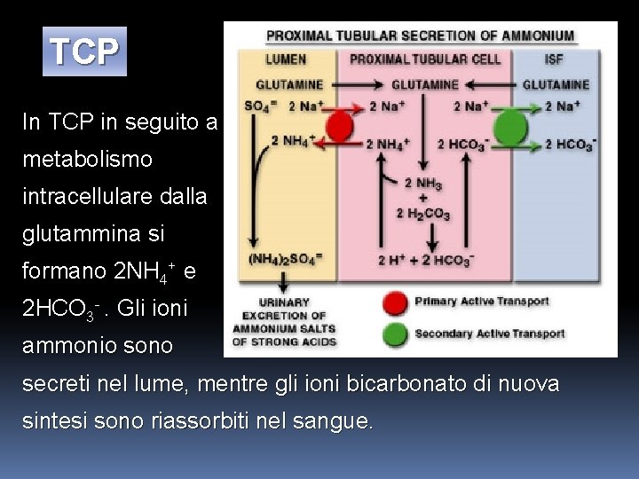 TCP In TCP in seguito a metabolismo intracellulare dalla glutammina si formano 2 NH