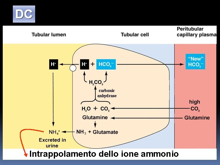 DC Intrappolamento dello ione ammonio 