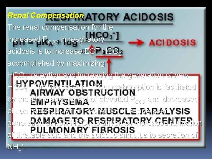 Renal Compensation The renal compensation for the increased PCO 2 in respiratory acidosis is