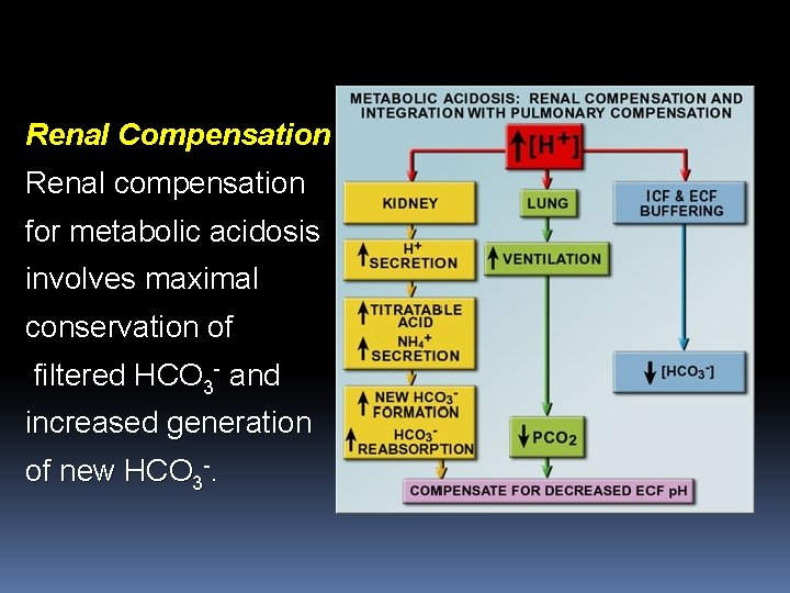 Renal Compensation Renal compensation for metabolic acidosis involves maximal conservation of filtered HCO 3