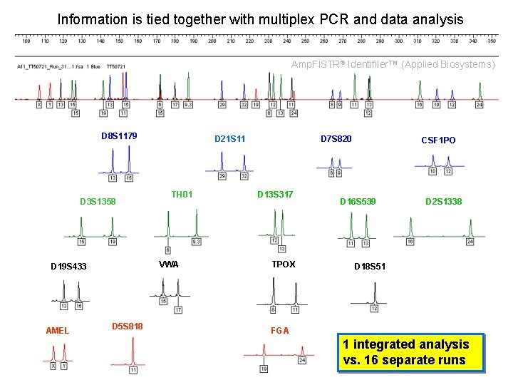 Information is tied together with multiplex PCR and data analysis Amp. Fl. STR® Identifiler™