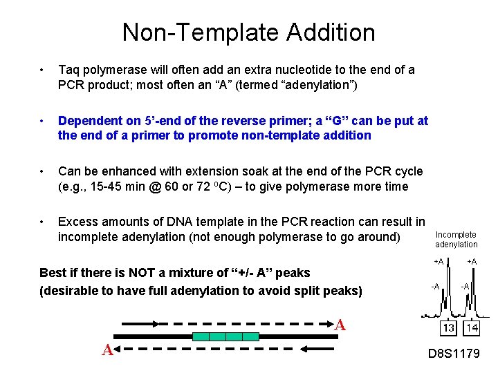 Non-Template Addition • Taq polymerase will often add an extra nucleotide to the end