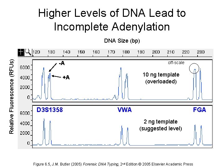 Higher Levels of DNA Lead to Incomplete Adenylation Relative Fluorescence (RFUs) DNA Size (bp)