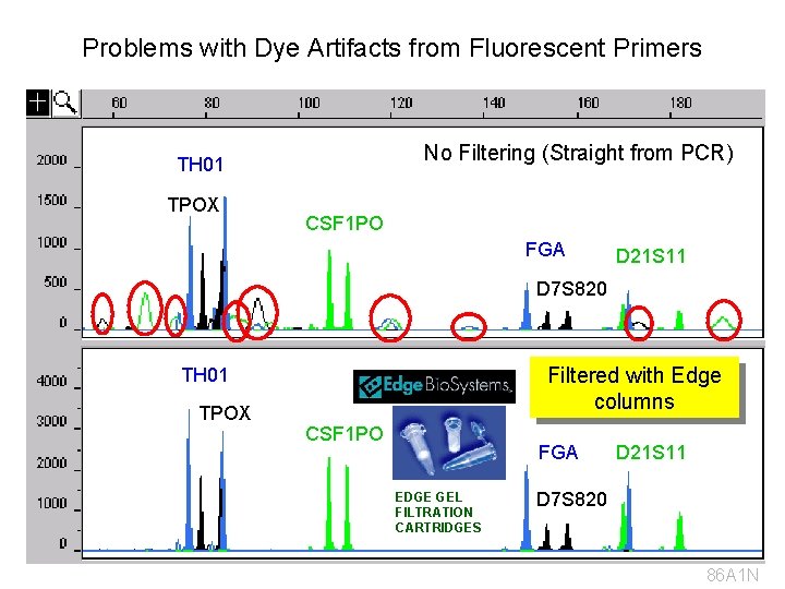 Problems with Dye Artifacts from Fluorescent Primers No Filtering (Straight from PCR) TH 01