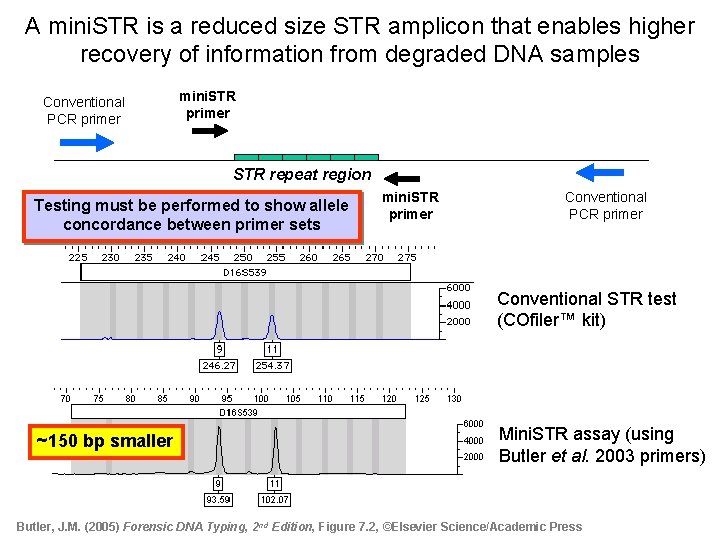 A mini. STR is a reduced size STR amplicon that enables higher recovery of