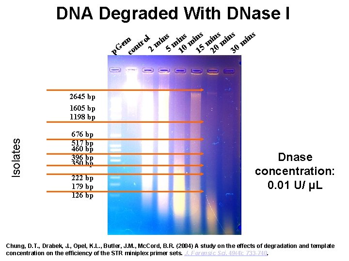 DNA Degraded With DNase I s ns ins ins l n o i m