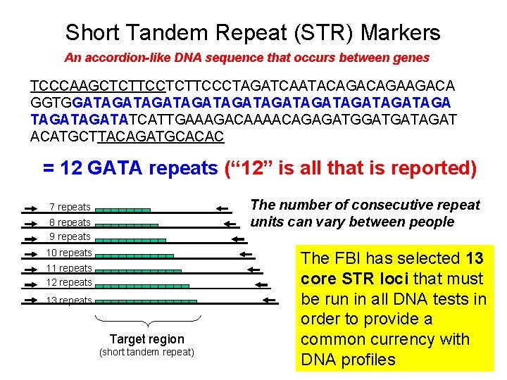 Short Tandem Repeat (STR) Markers An accordion-like DNA sequence that occurs between genes TCCCAAGCTCTTCCCTAGATCAATACAGAAGACA