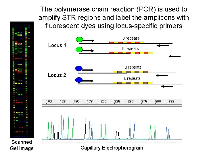 The polymerase chain reaction (PCR) is used to amplify STR regions and label the