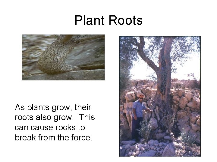 Plant Roots As plants grow, their roots also grow. This can cause rocks to