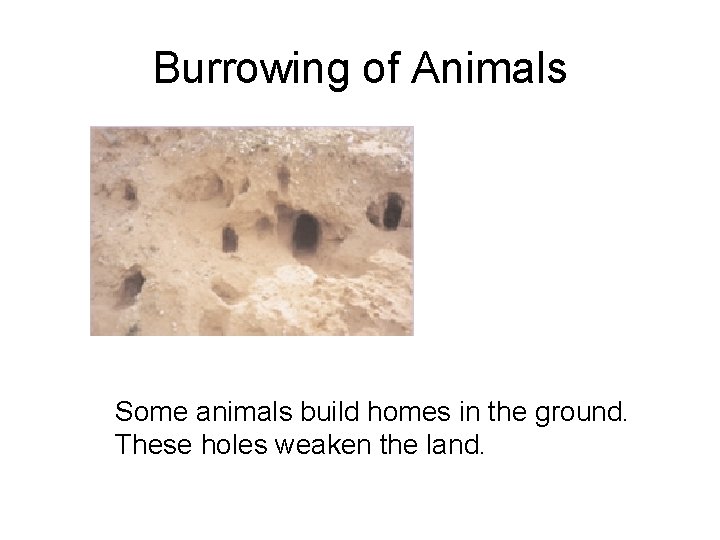 Burrowing of Animals Some animals build homes in the ground. These holes weaken the