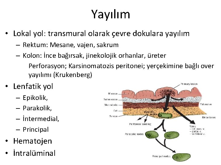 Yayılım • Lokal yol: transmural olarak çevre dokulara yayılım – Rektum: Mesane, vajen, sakrum