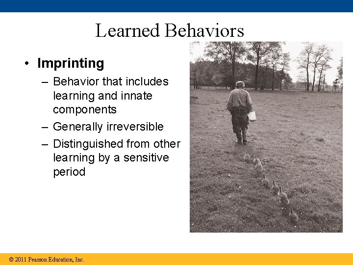 Learned Behaviors • Imprinting – Behavior that includes learning and innate components – Generally