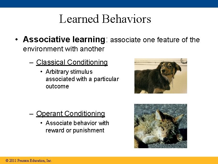 Learned Behaviors • Associative learning: associate one feature of the environment with another –