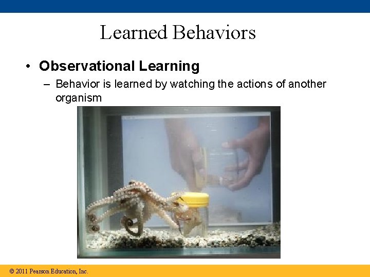 Learned Behaviors • Observational Learning – Behavior is learned by watching the actions of Learned Behaviors • Observational Learning – Behavior is learned by watching the actions of
