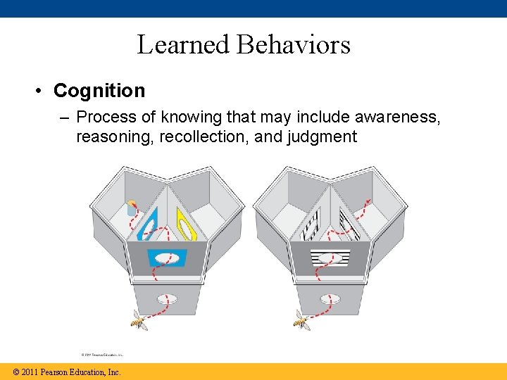 Learned Behaviors • Cognition – Process of knowing that may include awareness, reasoning, recollection,