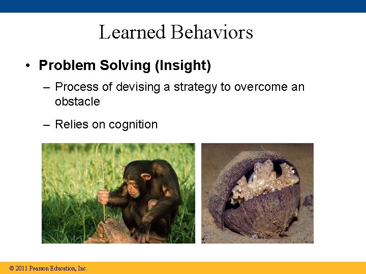 Learned Behaviors • Problem Solving (Insight) – Process of devising a strategy to overcome Learned Behaviors • Problem Solving (Insight) – Process of devising a strategy to overcome