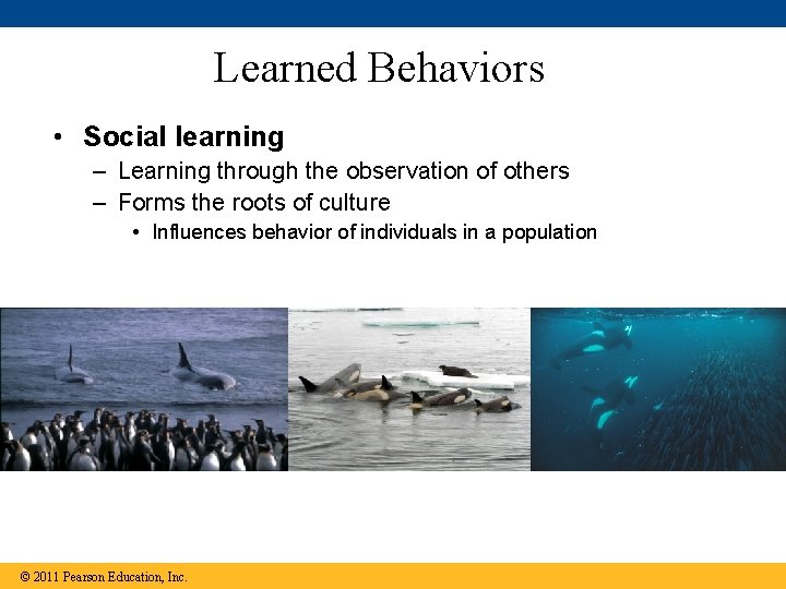 Learned Behaviors • Social learning – Learning through the observation of others – Forms