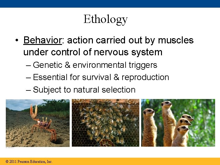 Ethology • Behavior: action carried out by muscles under control of nervous system –