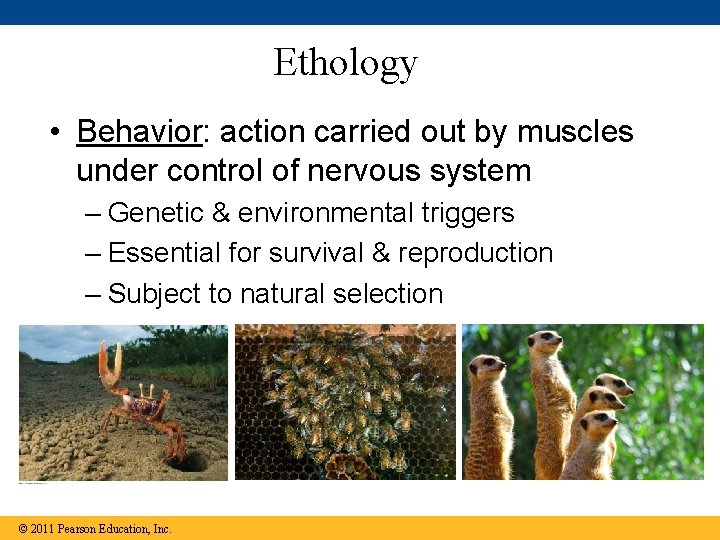Ethology • Behavior: action carried out by muscles under control of nervous system – Ethology • Behavior: action carried out by muscles under control of nervous system –