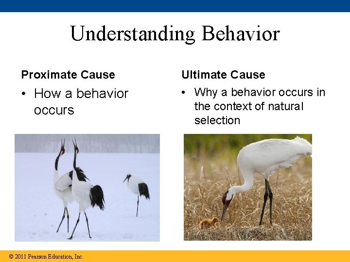 Understanding Behavior Proximate Cause Ultimate Cause • How a behavior occurs • Why a