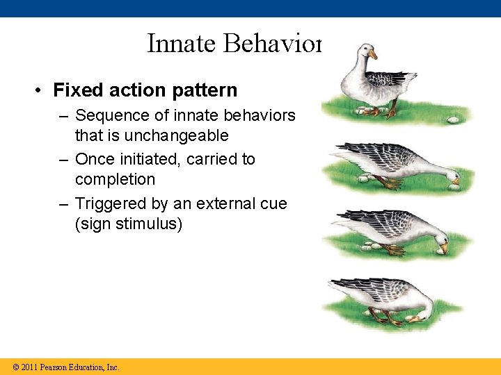 Innate Behaviors • Fixed action pattern – Sequence of innate behaviors that is unchangeable