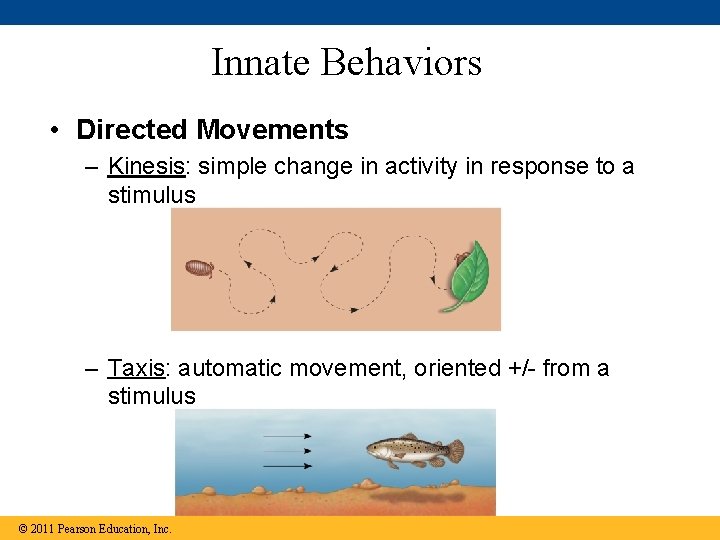 Innate Behaviors • Directed Movements – Kinesis: simple change in activity in response to