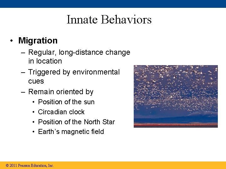 Innate Behaviors • Migration – Regular, long-distance change in location – Triggered by environmental