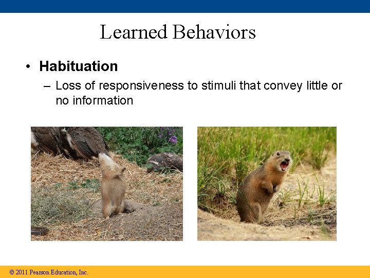 Learned Behaviors • Habituation – Loss of responsiveness to stimuli that convey little or Learned Behaviors • Habituation – Loss of responsiveness to stimuli that convey little or