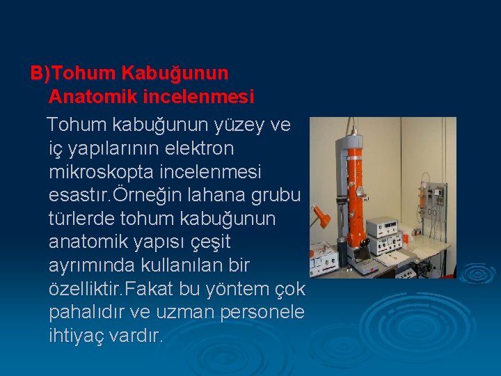 B)Tohum Kabuğunun Anatomik incelenmesi Tohum kabuğunun yüzey ve iç yapılarının elektron mikroskopta incelenmesi esastır.