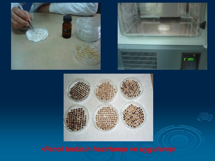 • Fenol testinin hazırlanışı ve uygulanışı 
