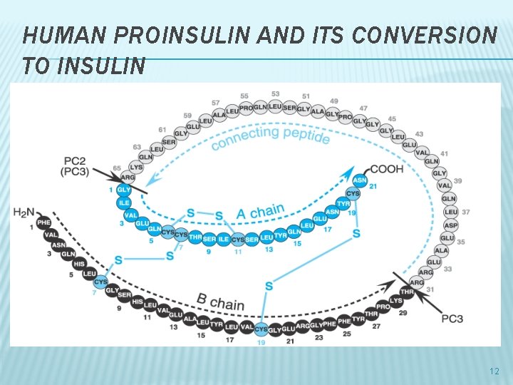 HUMAN PROINSULIN AND ITS CONVERSION TO INSULIN 12 