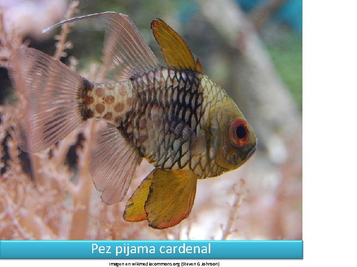 Pez pijama cardenal Imagen en wikimediacommons. org (Steven G Johnson) 