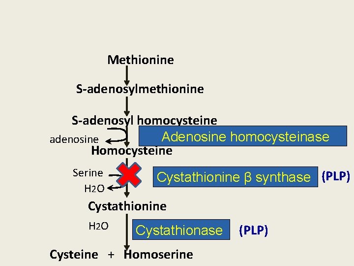 Methionine S-adenosylmethionine S-adenosyl homocysteine Adenosine homocysteinase adenosine Homocysteine Serine H 2 O Cystathionine β