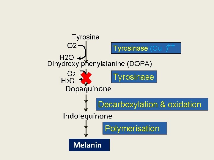 Tyrosine O 2 Tyrosinase (Cu )++ H 2 O Dihydroxy phenylalanine (DOPA) O 2