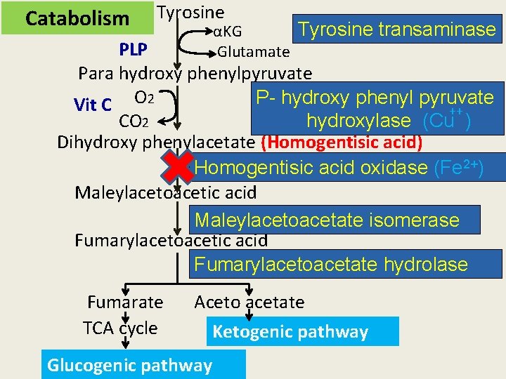 Catabolism Tyrosine transaminase αKG Glutamate PLP Para hydroxy phenylpyruvate P- hydroxy phenyl pyruvate Vit