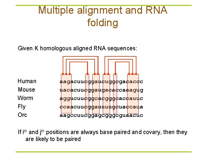 Multiple alignment and RNA folding Given K homologous aligned RNA sequences: Human Mouse Worm
