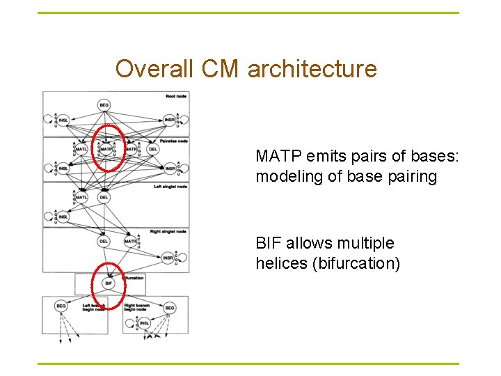 Overall CM architecture MATP emits pairs of bases: modeling of base pairing BIF allows