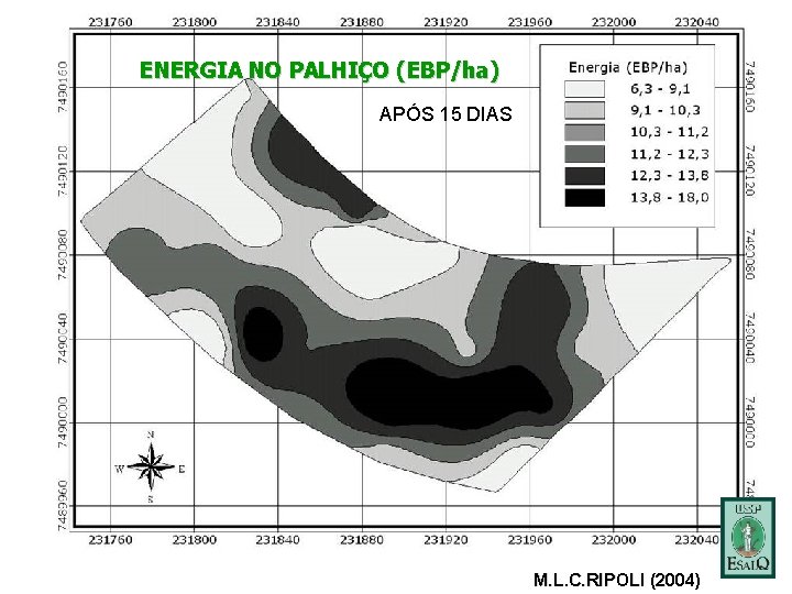 ENERGIA NO PALHIÇO (EBP/ha) APÓS 15 DIAS M. L. C. RIPOLI (2004) 