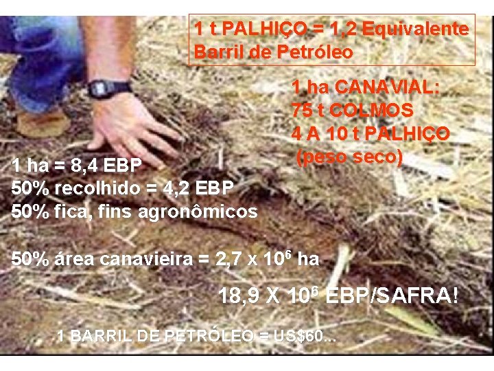 1 t PALHIÇO = 1, 2 Equivalente Barril de Petróleo 1 ha = 8,