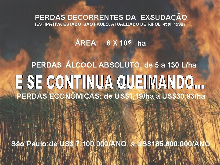 PERDAS DECORRENTES DA EXSUDAÇÃO (ESTIMATIVA ESTADO SÃO PAULO. ATUALIZADO DE RIPOLI et al, 1998)