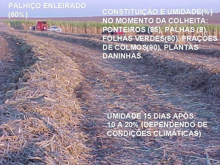 PALHIÇO ENLEIRADO (60%) CONSTITUIÇÃO E UMIDADE(%) NO MOMENTO DA COLHEITA: PONTEIROS (85), PALHAS (8),